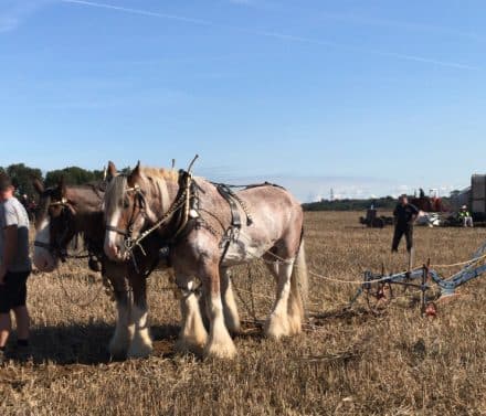 Horse Ploughing