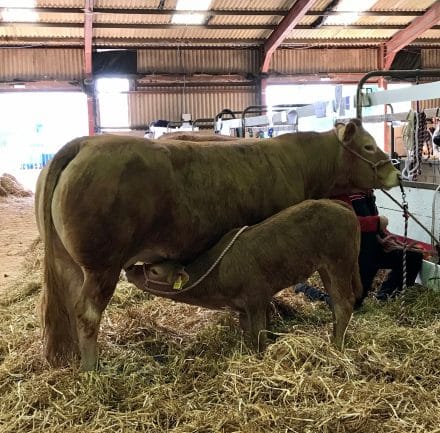 Cattle at The South of England Show 2023